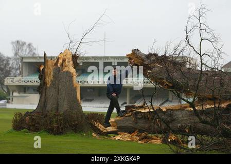 Kent County Cricket Clubs Assistant head groundsman Simon Williamson surveys the famous St Lawrence Lime Tree that has finally given way to the elements during a storm. 10 January 2005 Picture by James Boardman Stock Photo