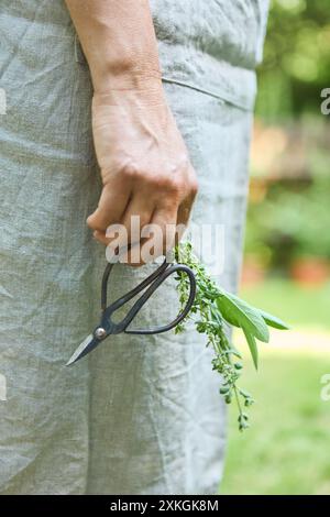 Close-up of a gardener holding vintage pruning shears and freshly cut herbs in a garden, emphasizing gardening and harvesting. Stock Photo