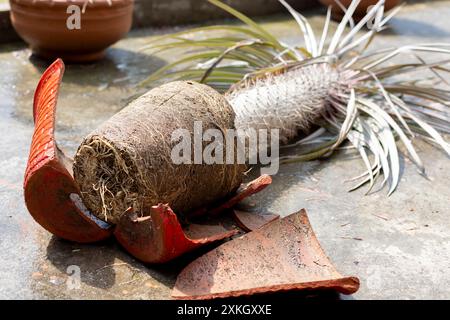 Broken terracotta flower pot with Madagascar Palm laying on the floor Stock Photo