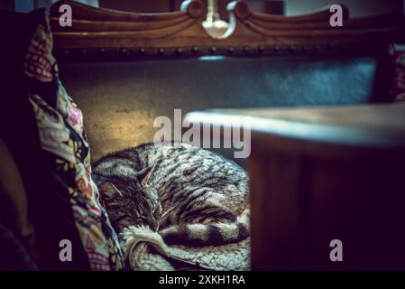 Sleeping Cat on Sofa Stock Photo
