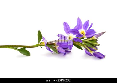 Scaevola aemula, fairy fan flowers isolated on white Stock Photo