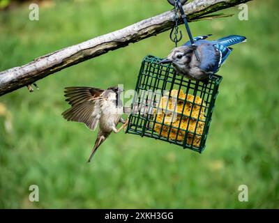 House sparrow surprised by blue jay at the feeder Stock Photo