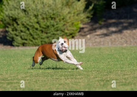 Red and white AmStaff Terrier in the grass looking back for a toy while running Stock Photo