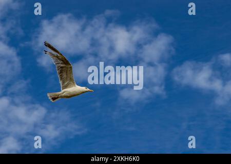 A seagull with spread wings flying across a blue sky Stock Photo