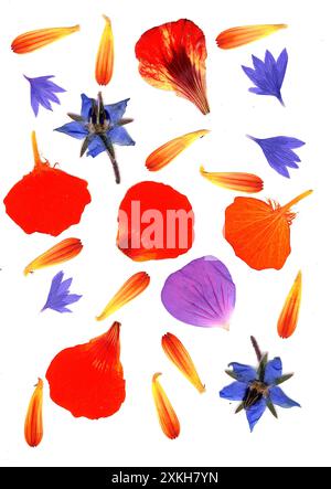 Pressed summer flowers and petals on a white background. Stock Photo
