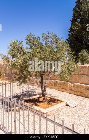 Olive tree planted by Pope John Paul ll on his visit in 2000, Mount Nebo, Siyagha, Abaram mountains, Jordan Stock Photo