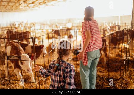 Little girl and her teenage sister in casual clothes are petting calves in cowshed. Cute kids are taking care of pets on farm in countryside. View fro Stock Photo