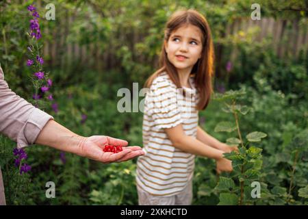 A little girl in casual clothes is picking berries in the garden. A woman gives a sweet child a ripe delicious red currant. A cute child eats tasty be Stock Photo