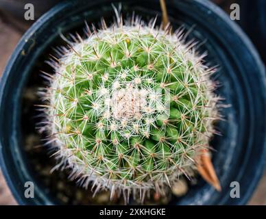 Top view of abundance small cactus with green trunk and round spikes growing in pot Stock Photo