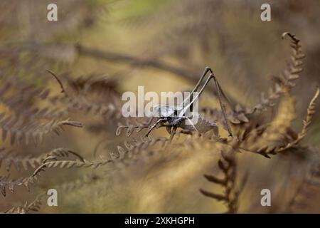 Locust in profile resting on a dry fern. Selective focus. Out of focus areas. Stock Photo