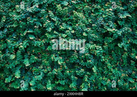 Lush green ivy plant with leaves covered on rustic hedge wall Stock Photo