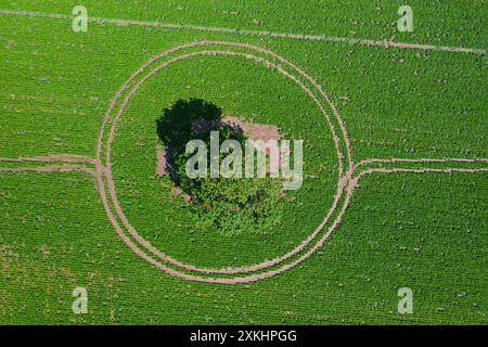 Aerial view over solitary common oak / pedunculate oak / English oak (Quercus robur) tree in farmland / field showing circular tractor tracks Stock Photo