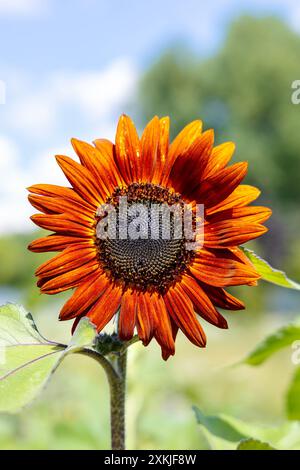 Orange sunflower growing in a city wildlife meadow in Ochota, Warsaw, Poland Stock Photo