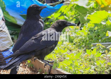 Pair of newly fledged Crows on the alert in UK garden Stock Photo