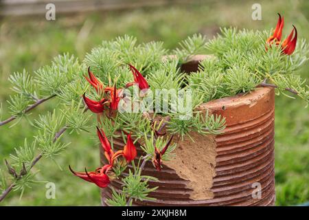 Tropical plant Lotus maculatis x berthelotti ’Fire Vine’ plant growing out of old terracotta water pipe in an English garden Stock Photo