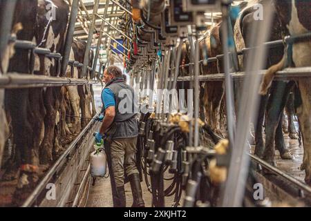 cows being milked in a milking parlour Stock Photo