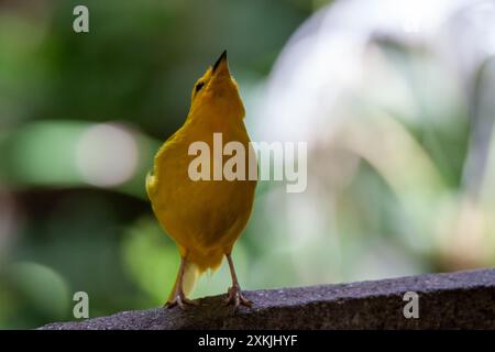 A photo of a Golden Oriole against green bokeh Stock Photo