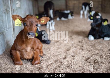dairy calves in a barn Stock Photo