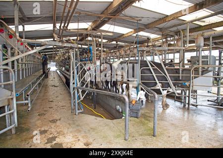 cows being milked in a milking parlour Stock Photo