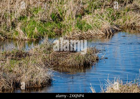 Nesting geese on the St. Lawrence River Stock Photo