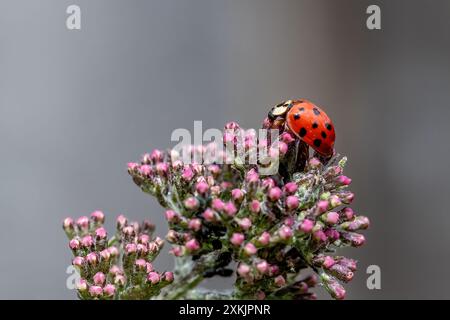 Close up view of a Harlequin Ladybird (Ladybug) in a Buddleia bush that is just starting to bloom. Stock Photo