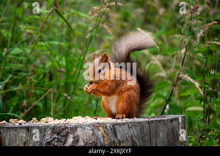 Scottish Red Squirrel in Fife Scotland Stock Photo