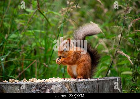 Scottish Red Squirrel in Fife Scotland Stock Photo