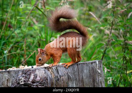 Scottish Red Squirrel in Fife Scotland Stock Photo