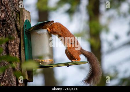 Scottish Red Squirrel in Fife Scotland Stock Photo