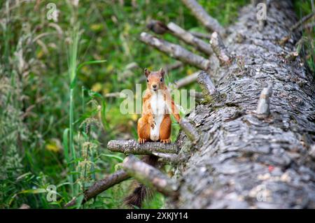 Scottish Red Squirrel in Fife Scotland Stock Photo