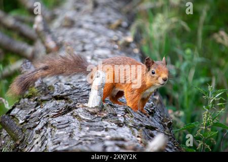 Scottish Red Squirrel in Fife Scotland Stock Photo