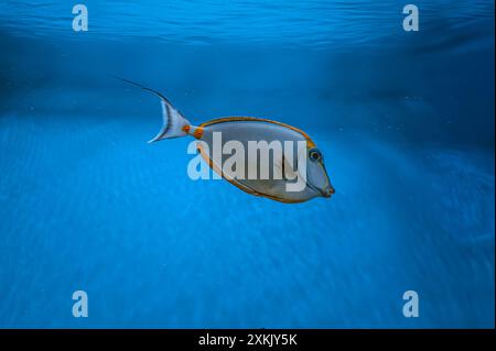 Naso Lituratus Acanthuridae tropical fish, Orangespine unicornfish in aquarium blue water. Ocean, marine, aqueatic, underwater life. Stock Photo