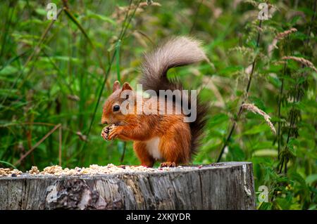 Scottish Red Squirrel in Fife Scotland Stock Photo