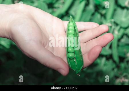 Hand holding a green pea pod with the pod split in half. Person holding a green pea harvest Stock Photo