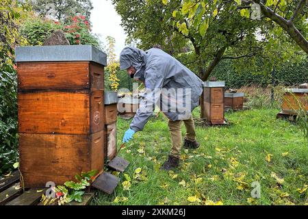29.10.2023, Germany, Brandenburg, Neuenhagen - Beekeeper working on his beehives in autumn. 00S231029D181CAROEX.JPG [MODEL RELEASE: YES, PROPERTY RELE Stock Photo