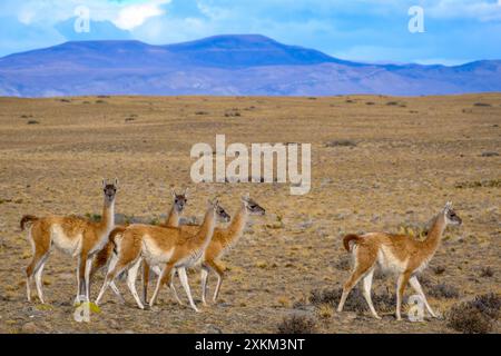 11.03.2024, Argentina, Patagonia, El Calafate - Guanacos along the little-travelled road between El Calafate and El ChaltÈn. The guanaco, also known a Stock Photo