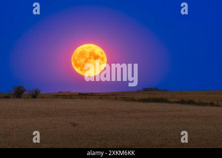 Rising 'Super Blue Moon' of 30 August 2023 rising over a wheat field in southern Alberta, Canada. on the night of August 30, 2023. This was the second Full Moon of the month (making it a 'blue Moon' and it was the closest Full Moon of 2023 (making it also a 'super Moon'. Stock Photo
