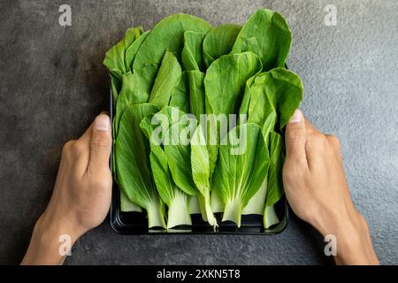 A person is holding a tray of green vegetables. The vegetables are fresh and healthy, and they are arranged in a neat and orderly manner. The tray is Stock Photo