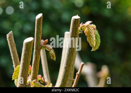 Pruned branches of a hazel bush of the genus Corylus growing fresh new leaves in early spring. Garden plant care, pruned tree budding Stock Photo