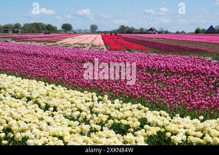 Large agricultural field with white, purple, pink and red tulips in blossom in rows in Friesland the Netherlands under a blue sky in spring Stock Photo