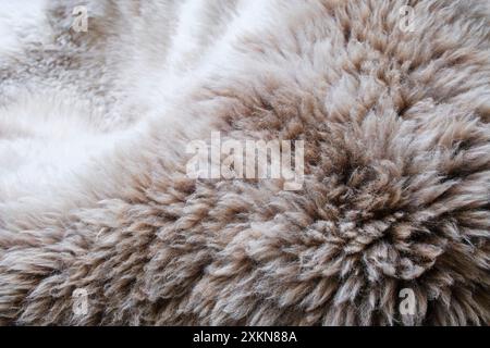 Background of a soft warm sheep fur  in white and brown or beige. Closeup of wool sheep fleece skin texture. Top view. Stock Photo