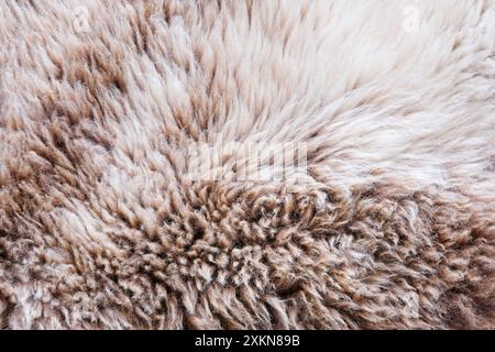 Background of a soft warm sheep fur  in white and brown or beige. Closeup of wool sheep fleece skin texture. Top view. Stock Photo