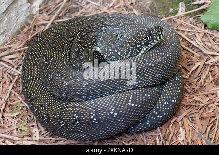 Australian Diamond Python in curled position Stock Photo