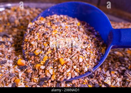 High-quality grain mixture for feeding chickens, close-up. Stock Photo