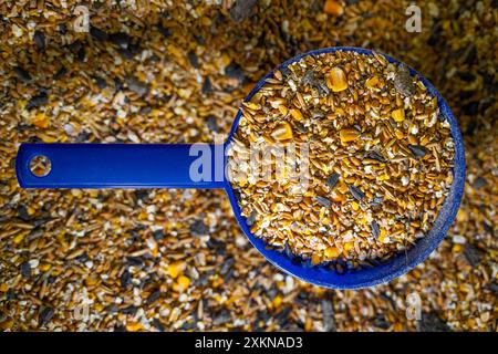 High-quality grain mixture for feeding chickens, close-up. Stock Photo