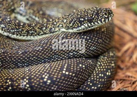 Close up of an Australian Diamond Python Stock Photo