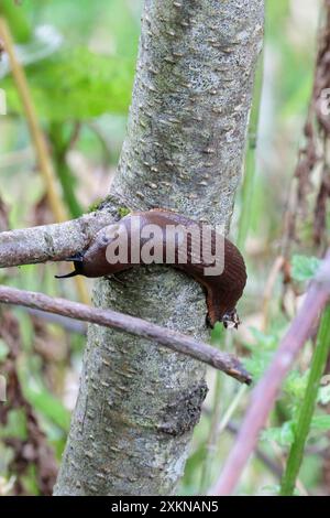 Large red slug Arion ater wrapped around small tree trunk soft slimy body with breathing hole four retractable tentacles for eyes and smell and touch Stock Photo