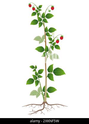 Parts of raspberry plant isolated on white background Stock Vector ...