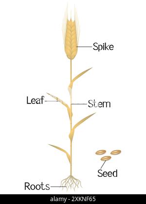 Rye plant with roots isolated on white background Stock Vector Image ...