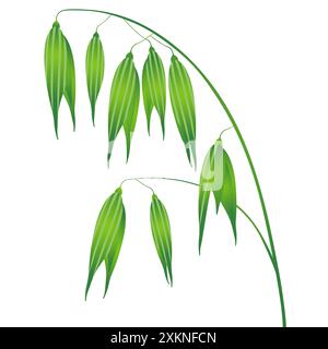 Green oats isolated on white background, design element. Stock Vector